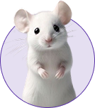 Rodents