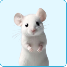 Rodents