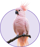 birds