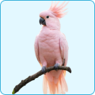 birds